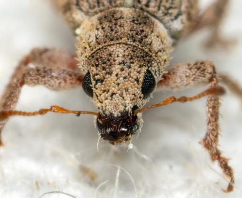 Réf. 303 222 : Polydrusus sp.